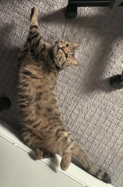 Photo of cute cat