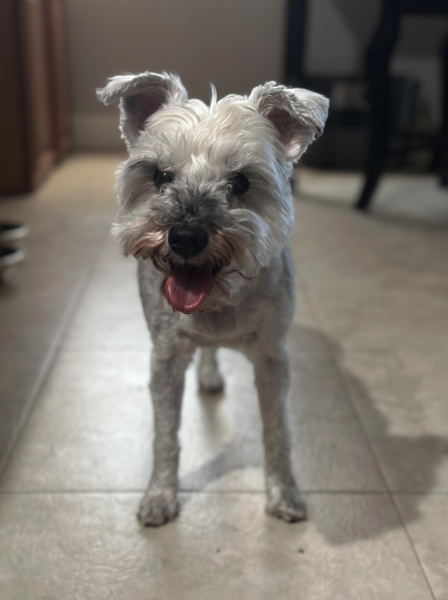 Photo of cute dog